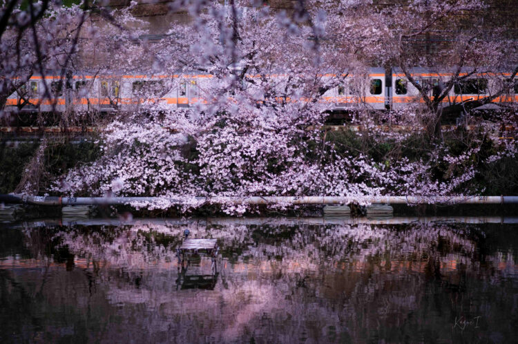 桜と電車