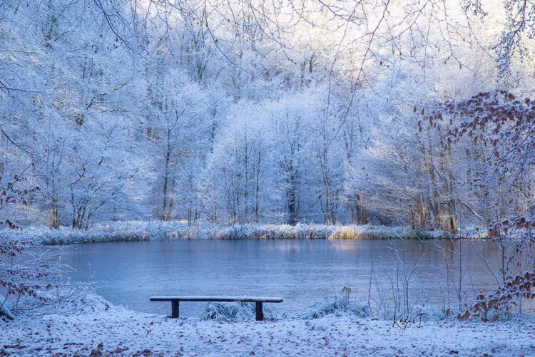 The Moment —この瞬間と繋がる—色鮮やかな雪桜　